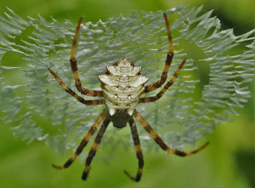Argiope flavipalpis